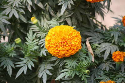 Super napier marigold/gende ka phool flower seeds Seed(75 per packet)