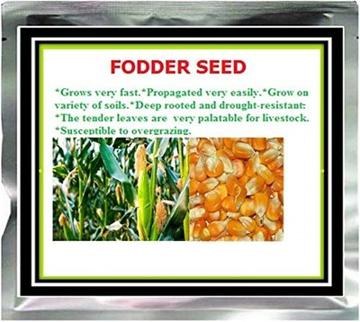 Qualtivate RES-4A CORN/MAIZE FODDER SEED Seed(400 per packet)