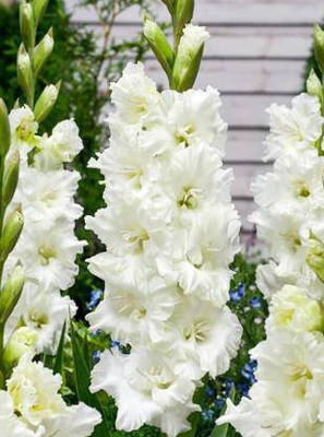 ABN Retail Gladiolus/Sword Lily Flower Bulbs -White Colour Seed(5 per packet)