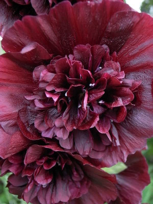 ACCELCROP Hollyhock Seed(100 per packet)