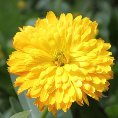 kranti farms Calendula Seed(30 per packet)