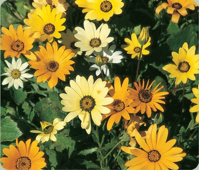 Aywal Dimorphotheca Mixed Colour Flower Seeds Hybrid F1 Seeds for Home Garden Seed(60 per packet)