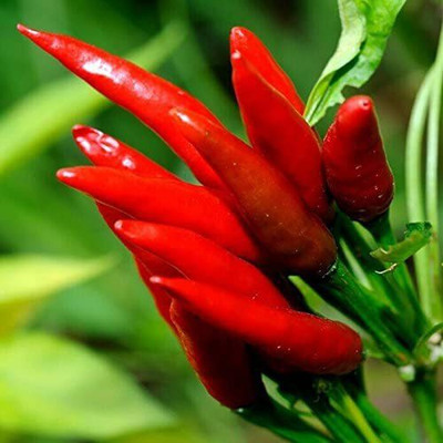 CYBEXIS High Germination HOT Red Havana Chilli Pepper Seeds2400 Seeds Seed(2400 per packet)