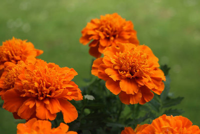 crazyyshop marigold/gende ka phool flower seeds Seed(50 per packet)