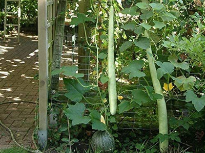 VibeX ® VLR-145 Calabash Extra Long Bottle Gourd Seed(50 per packet)