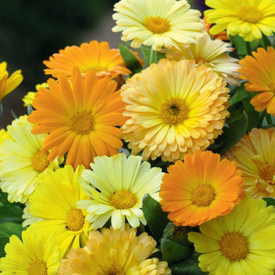 Quentova CALENDULA FIESTA GITANA MIX-XIL Seed(25 per packet)