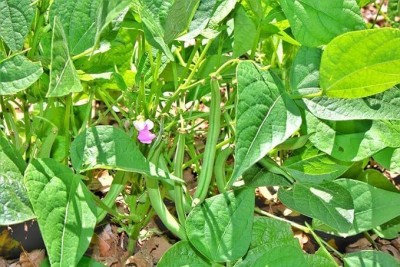 ASPEN Beans Seeds For Home And Terrace Gardening Seed(50 per packet)