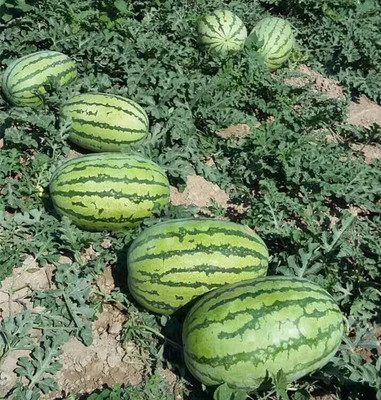 Flipkart SmartBuy Watermelon Tarbooz Seed(30 per packet)