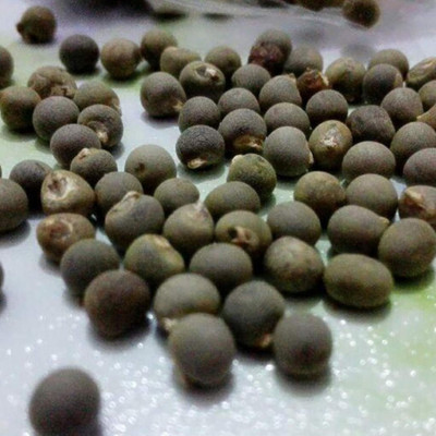 KNESSiN Red Okra Seed(500 per packet)