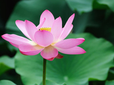 RUKDA lotus,kamal gatta Seed(11 per packet)