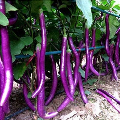 KNESSiN Purple Long Brinjal Vegetable Seeds-[2gm] Seed(500 per packet)