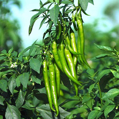 BDSresolve Chilli seeds for home gardening PACK OF 30 Seed(30 per packet)