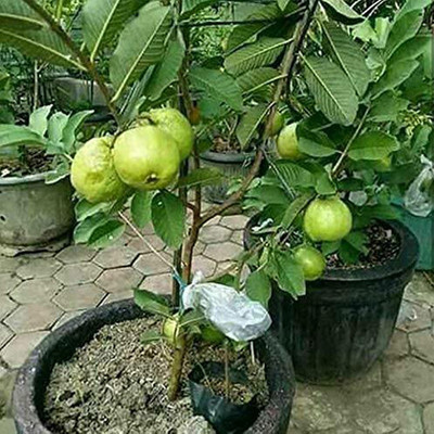 SeeGreen Guava Seed, Red Guava Original Organic Seed, Amruth Hybird,Taiwan Guava Seed(120 per packet)
