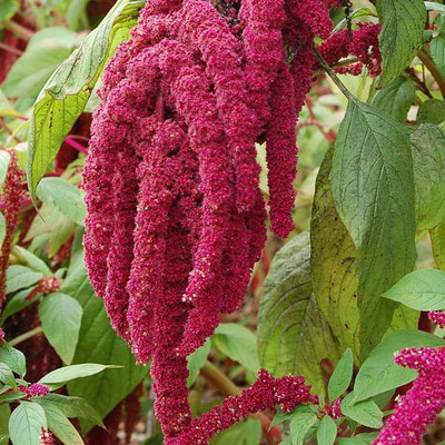 U-GROW INDIA Amaranthus Cadatus Red - Flower Seeds Seed(40 per packet)