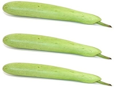 Qualtivate VXL-3AT Long Bottle Gourd | Calabash Seed(50 per packet)