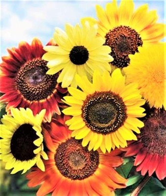 VibeX LX-30 - 8 Species Mix Variety Sunflower - (150 Seeds) Seed(150 per packet)