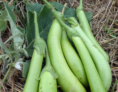 Aywal Green Long Begun Seed(90 per packet)