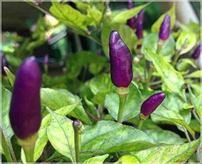 Lorvox CHILLI MIRCHI HYBRID SEEDS,HOT GREEN CHILLI Seed(500 per packet)