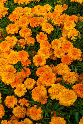 VENUS ONLINE marigold/gende ka phool flower seeds Seed(50 per packet)
