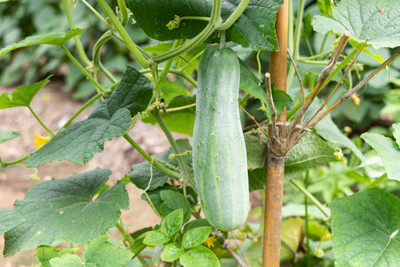 Kodali 36 Pcs -Cucumber Seed Seed(36 per packet)