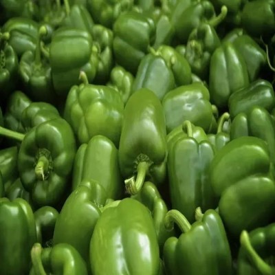 Quentova Capsicum Green Bell Pepper-3A-VNT Seed(50 per packet)