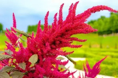 Aro Amaranthus Seed(300 per packet)