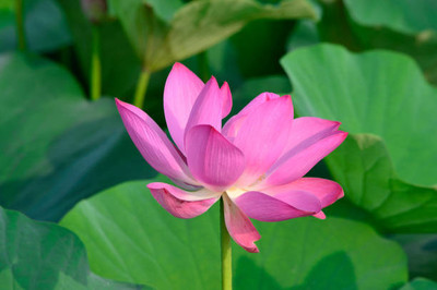 Go Raw lotus,kamal gatta Seed(11 per packet)