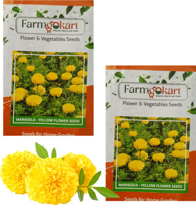 farmgokart |2 Packets of MARIGOLD-AFRICAN YELLOW Flower Seeds|Home & Terrace Gardening Seed(100 per packet)