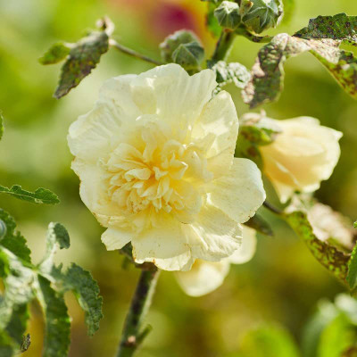Lorvox hollyhock Flower Seed(20 per packet)