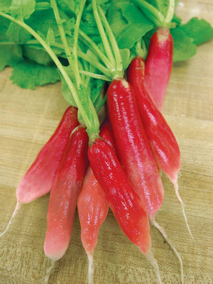 CYBEXIS NBIR-76 - China Rose Radish - (750 Seeds) Seed(750 per packet)