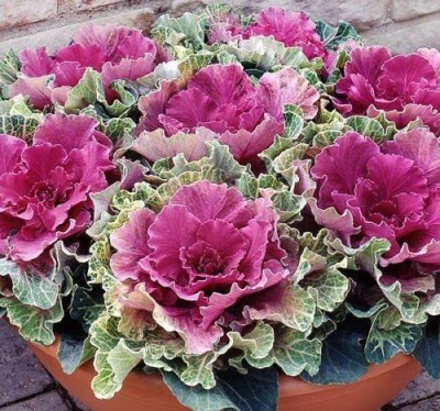 Aywal Kale Hybrid Imported Flower Seed(110 per packet)