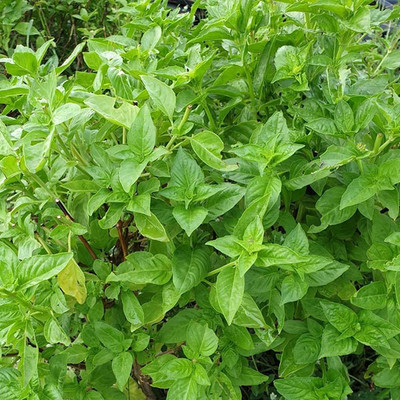 XEFRA Italian basil Seed(70 per packet)