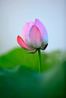 KANISHQ lotus,kamal gatta Seed(15 per packet)