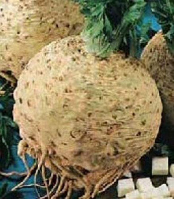 CYBEXIS KGF -20 - Celeriac (Verona White) - (2250 Seeds) Seed(2250 per packet)