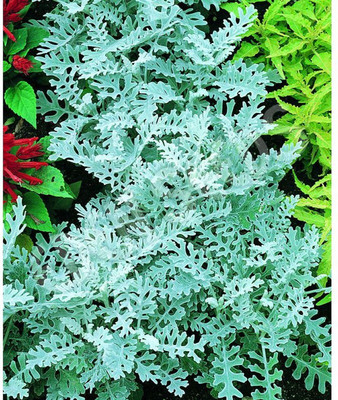 Hybrid Galaxy dusty miller beautiful flower hybrid seeds 1-packet Seed(10 per packet)