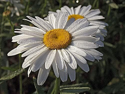 Qualtivate NBIR-273 Giant Ornamental Chamomile Seed(250 per packet)