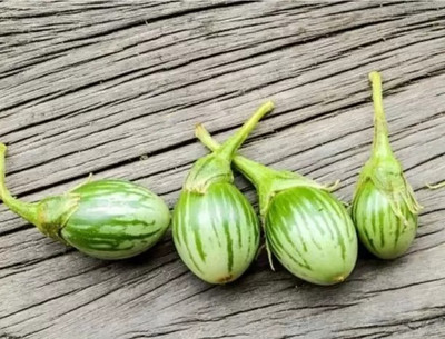 Aro Brinjal Green round, Brinjal, Eggplant Seed(240 per packet)