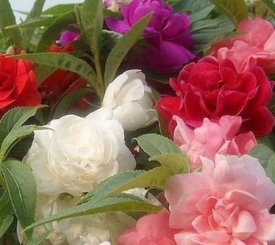Aywal Balsam Double Mixed Flower Seed(10 per packet)