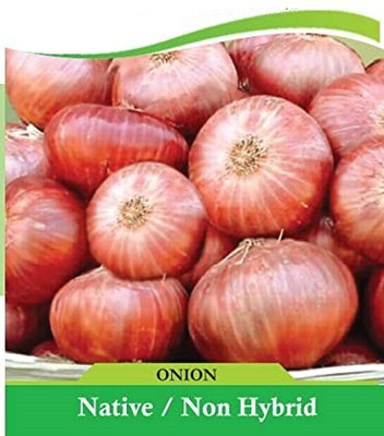 WILLVINE SCI-973 Onion Seeds for Home Garden-3000 Seeds Seed(3000 per packet)