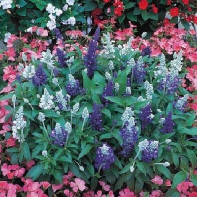 Mozette Exotic salvia mix Seed(20 per packet)
