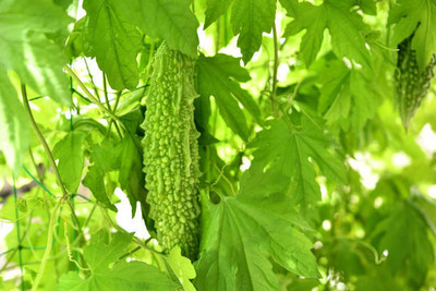 Kodali Hybrid F1 Bitter Gourd Seed Pack Of 24 Seed(24 per packet)