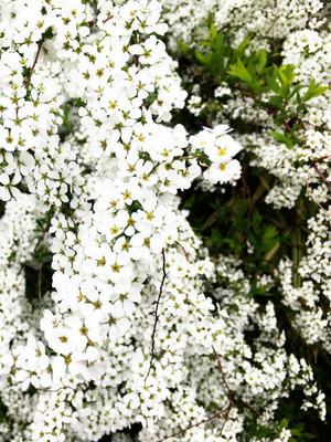 Plantzone gypsophila flower Seed(50 per packet)