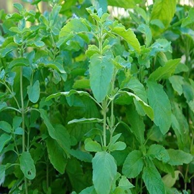 TRICONE Holy Basil Rama/Shyama Tulsi Fresh Organic Herb Seeds RR23 Seed(2000 per packet)