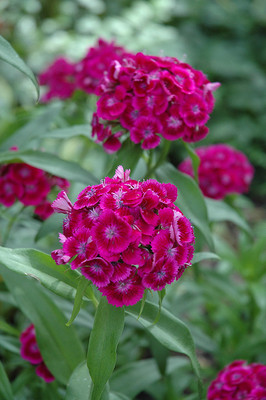 Mozette Exotic sweet william Seed(48 per packet)