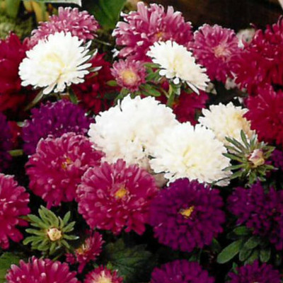 XOLDA Exotic aster Seed(15 per packet)