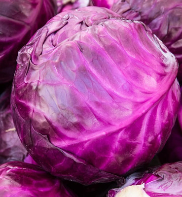 WILLVINE AMR -III Red Acre Cabbage Vegetable Seeds [10g] Seed(3000 per packet)