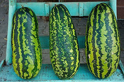 KANAYA Water Melon Seed(450 per packet)