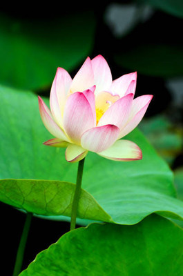 RUKDA lotus,kamal gatta Seed(10 per packet)