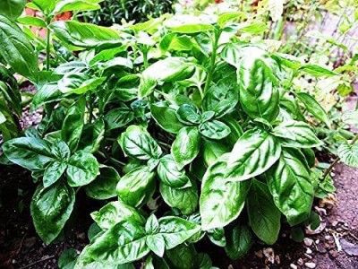 VibeX NDIR-34 - Organic Genovese Sweet Basil - (1500 Seeds) Seed(1500 per packet)