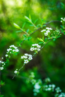 SeeGreen gypsophila flower Seed(200 per packet)